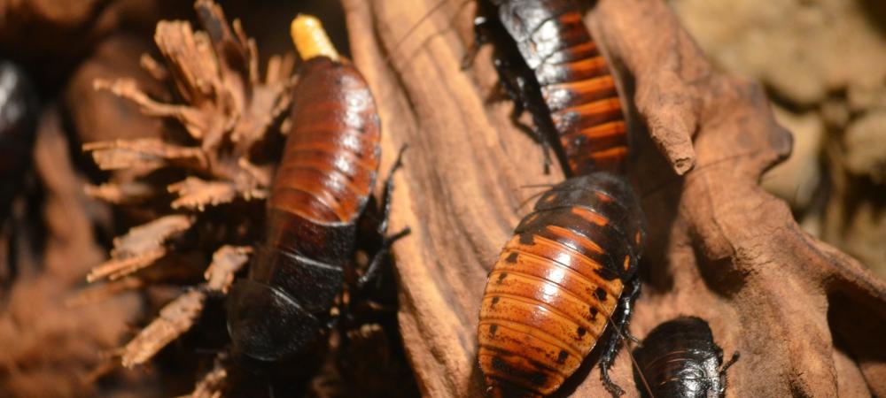 cockroaches