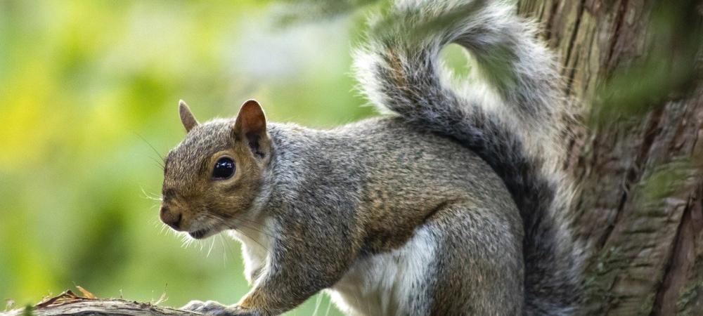 Gray Squirrel