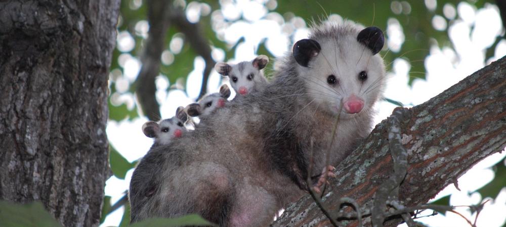 opossum with babies