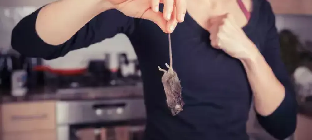mouse