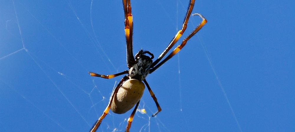 golden silk orb